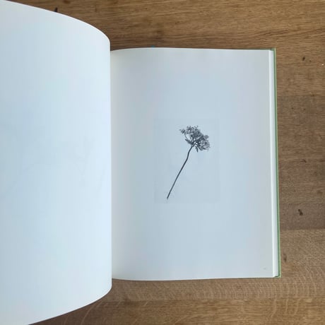 terri weifenbach｜ the may sun