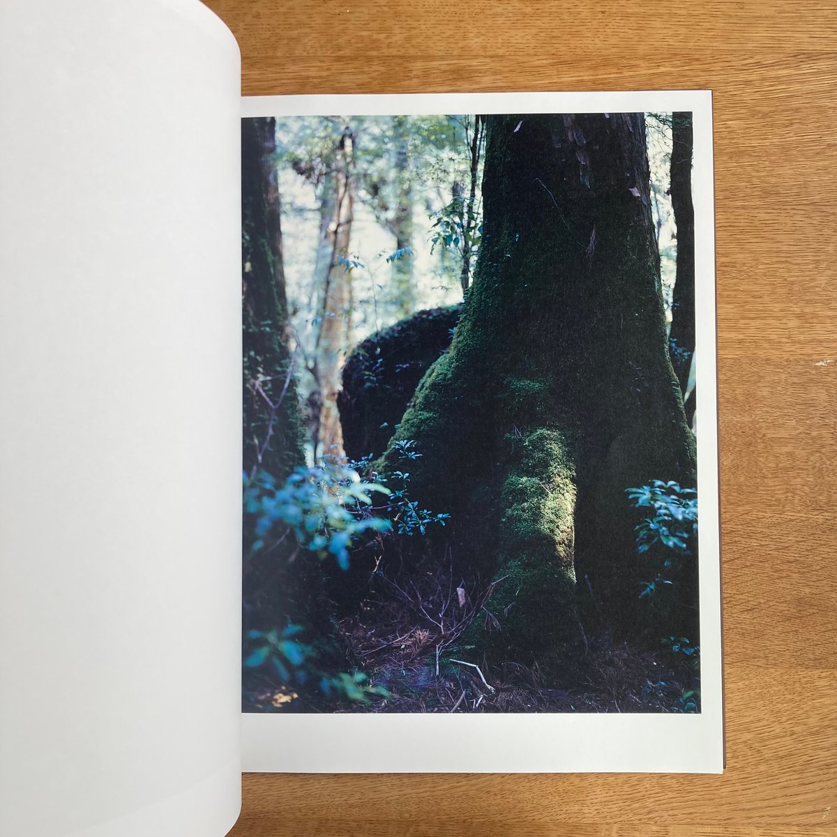 Yoshihiko Ueda｜Materia | WHITEGREEN GALLERY