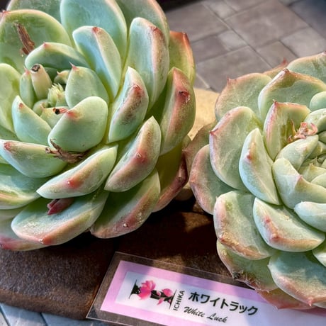 ITEM | Echeveria garden ICHIKA