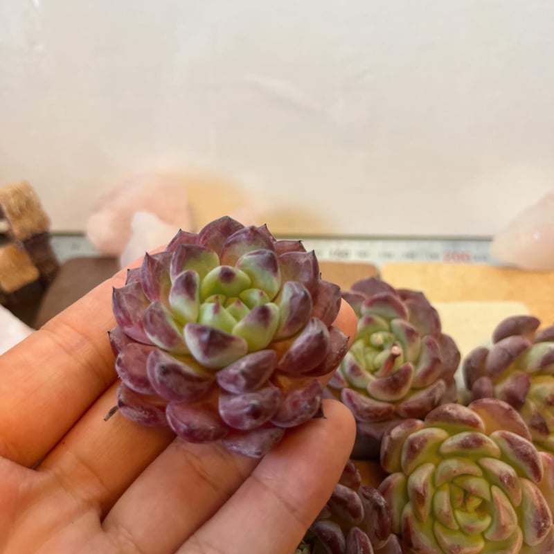 沙羅姫牡丹xファイヤーピラー | Echeveria garden ICHIKA