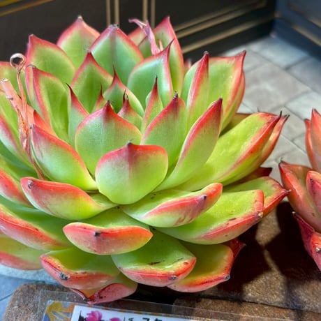 Echeveria garden ICHIKA