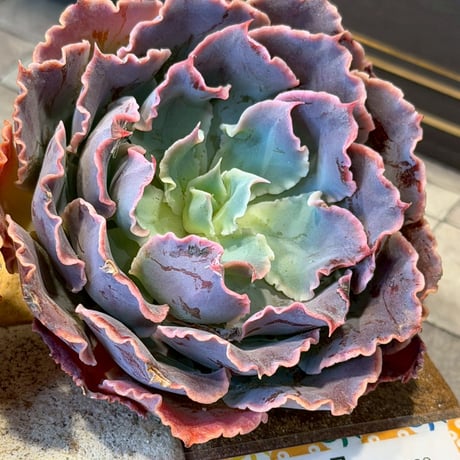 SALE | Echeveria garden ICHIKA