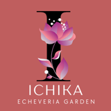Echeveria garden ICHIKA