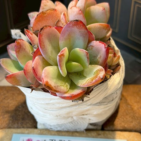 SALE | Echeveria garden ICHIKA