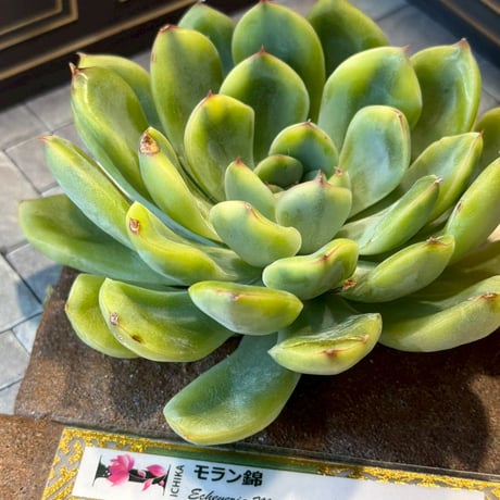 ITEM | Echeveria garden ICHIKA