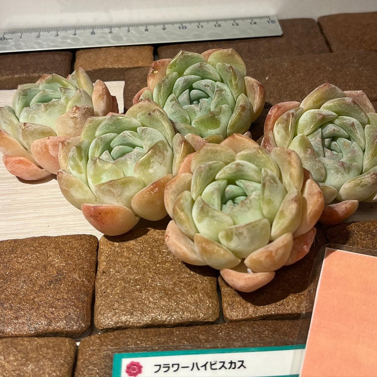 少し豊富な贈り物 yaichan_5様 多肉植物 ４点 観葉植物