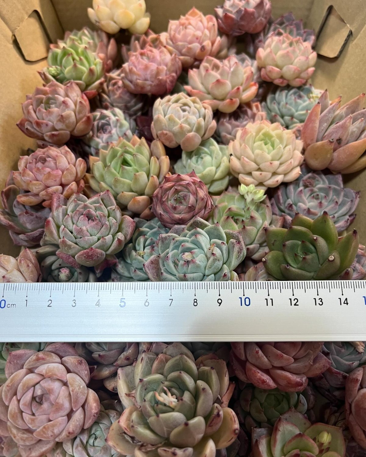 韓国苗 Mix苗セット 赤系 | Echeveria garden ICHIKA