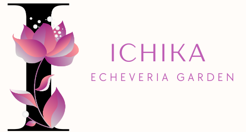 Echeveria garden ICHIKA