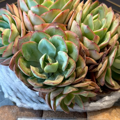 ITEM | Echeveria garden ICHIKA