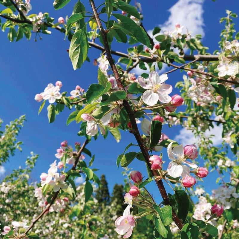 大西麻由『自然栽培讃歌 農業ルネサンス』 | BLUE FOREST MUSIC STORE