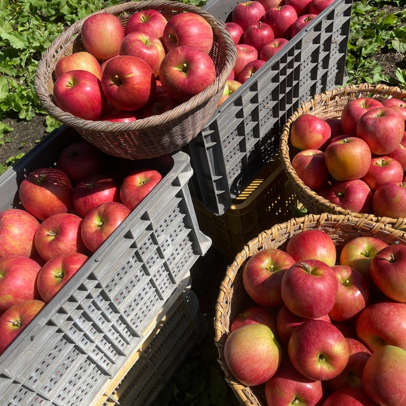 シナノスイート | Chico Rena Farm