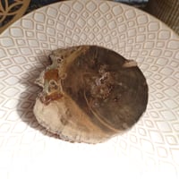 ペトリファイドウッド