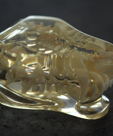 dog teeth model