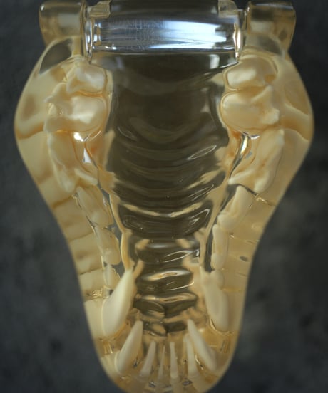 dog teeth model