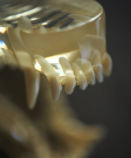 dog teeth model