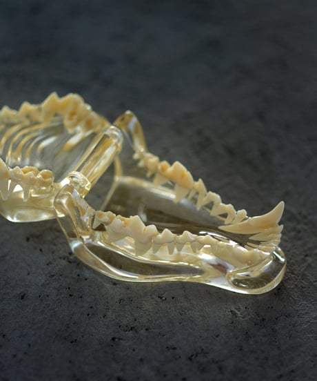 dog teeth model