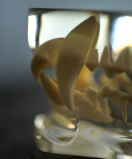 dog teeth model