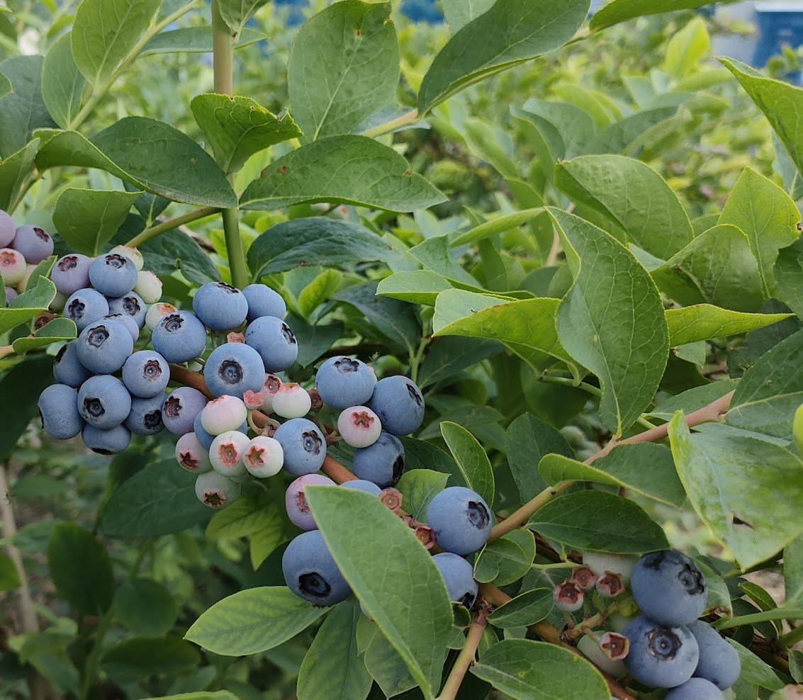 ジャム用冷凍ブルーベリー1㎏ | HONEY BLUEBERRY 新居浜