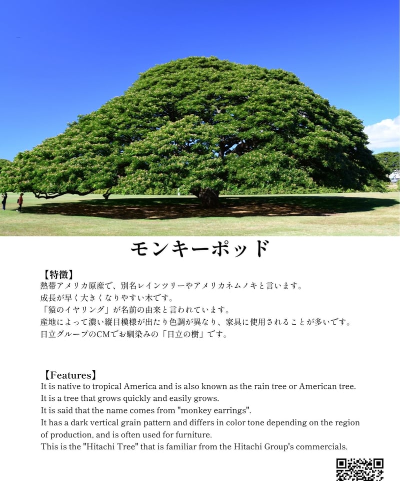 025 モンキーポッド 樹齢80年一枚板ラウンドテーブル | 無垢の一