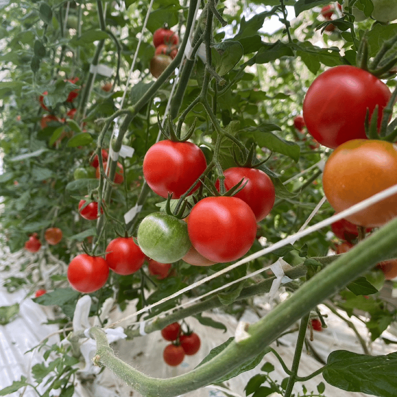 極高級トマト クルミちゃん黒箱 | 竹之内農園