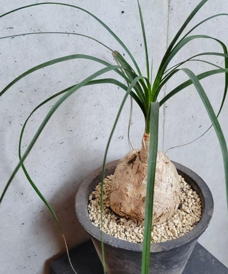 ⑯モンステラ根上がり8号超特大苗木最高等級極上品‼️極太