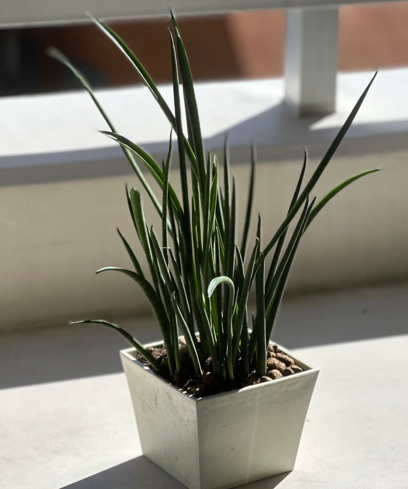 希少レアサンスベリアゼブラヤ