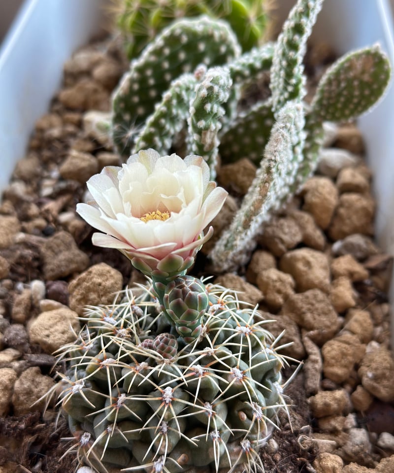 サボテン3種セット 見事に開花中❣️盛り合わせ❣️ | GOC STORE 