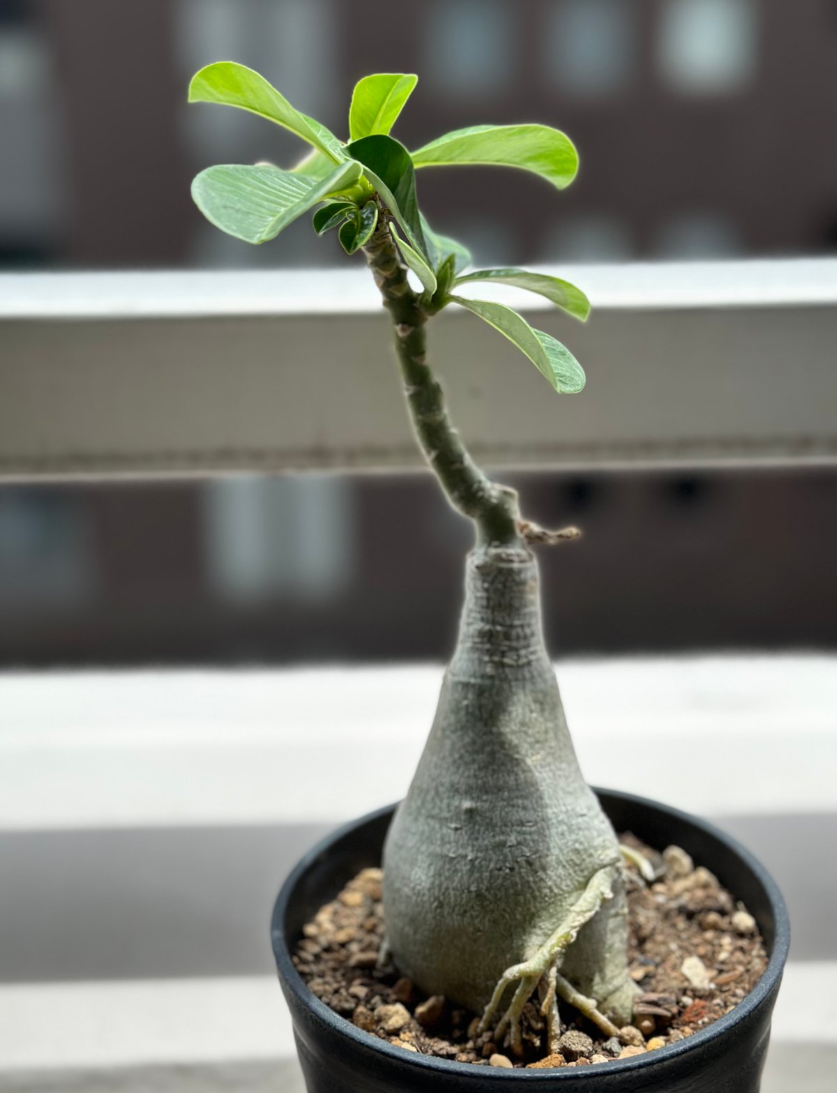 特大】アデニウム アラビカム 塊根 コーデックス サボテン 多肉植物