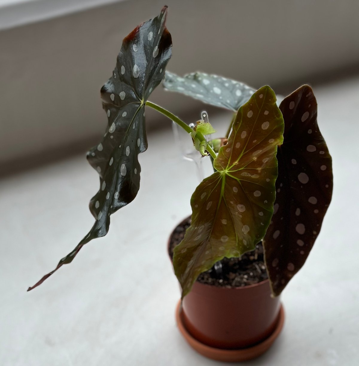 ベゴニア ブラックドラゴン 鉢ごと レア品種 - 植物/観葉植物