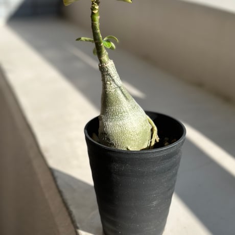 アデニウム　砂漠の薔薇　塊根植物　コーデックス