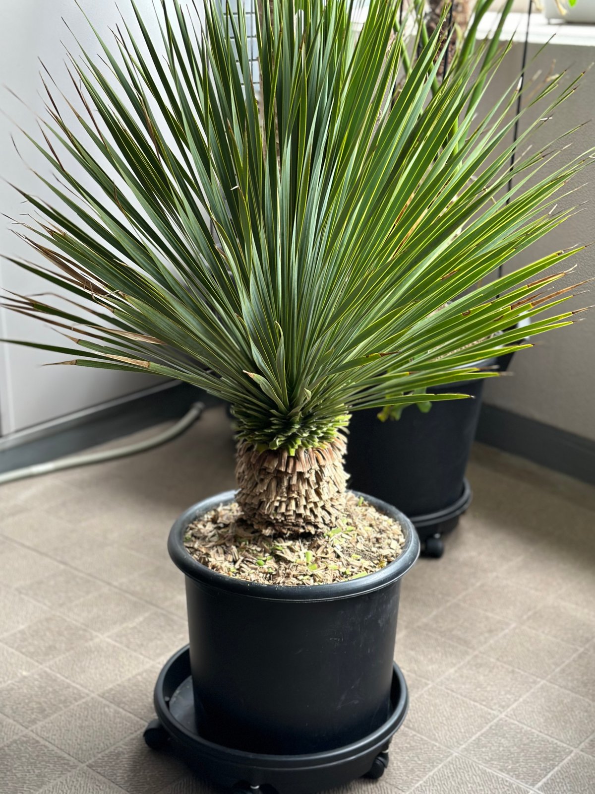 専用出品 ユッカロストラータ (お) 【公式通販】