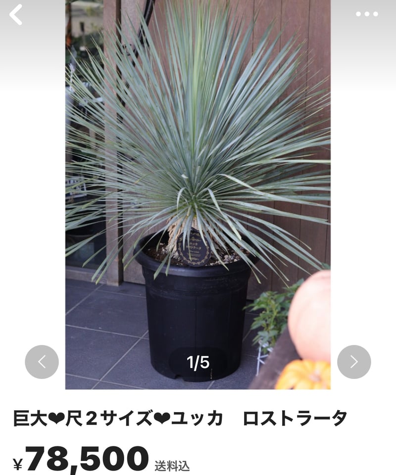 ユッカ　ロストラータ【24-527】超超美形　シルバーブルー AL1157】ユッカ ロストラータ 超美形 シルバーブルー 感動個体 - メルカリ