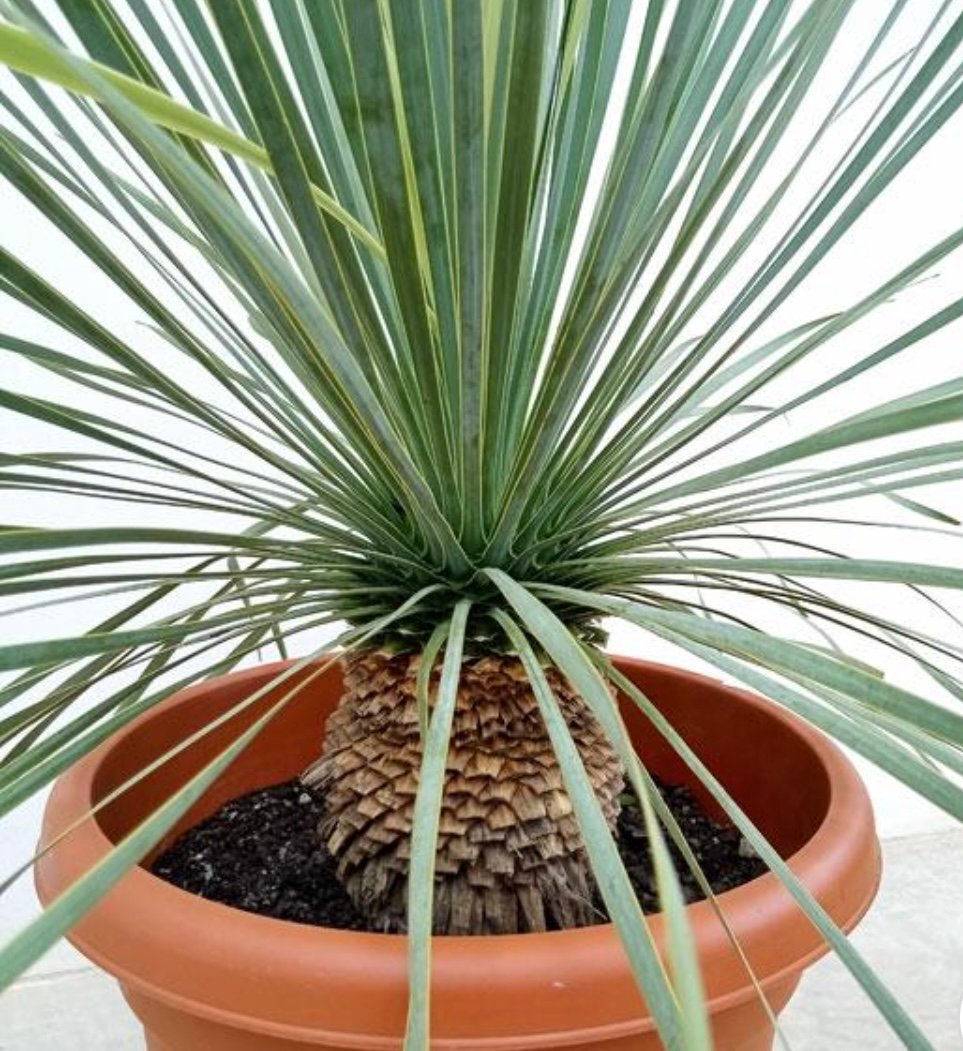 ユッカロストラータ 発根株 8号 80cm 【公式通販】