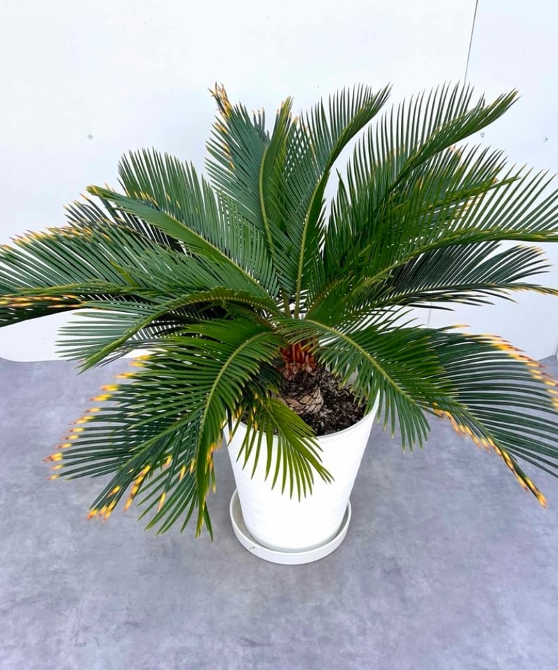 ① 金環ソテツ 7号 変わり葉 希少品種 【公式通販】