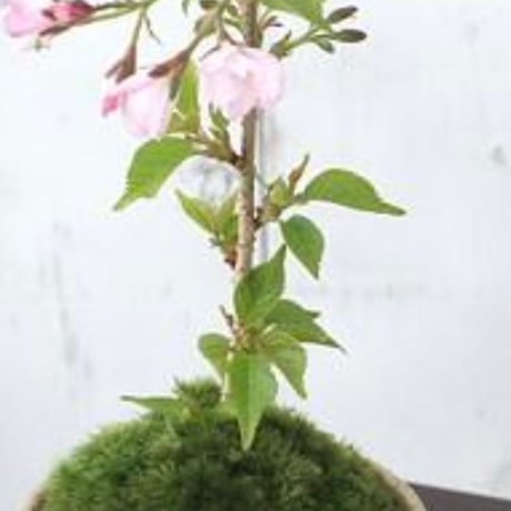 今が旬❣️桜苔盆栽　サクラ（桜）御殿場桜