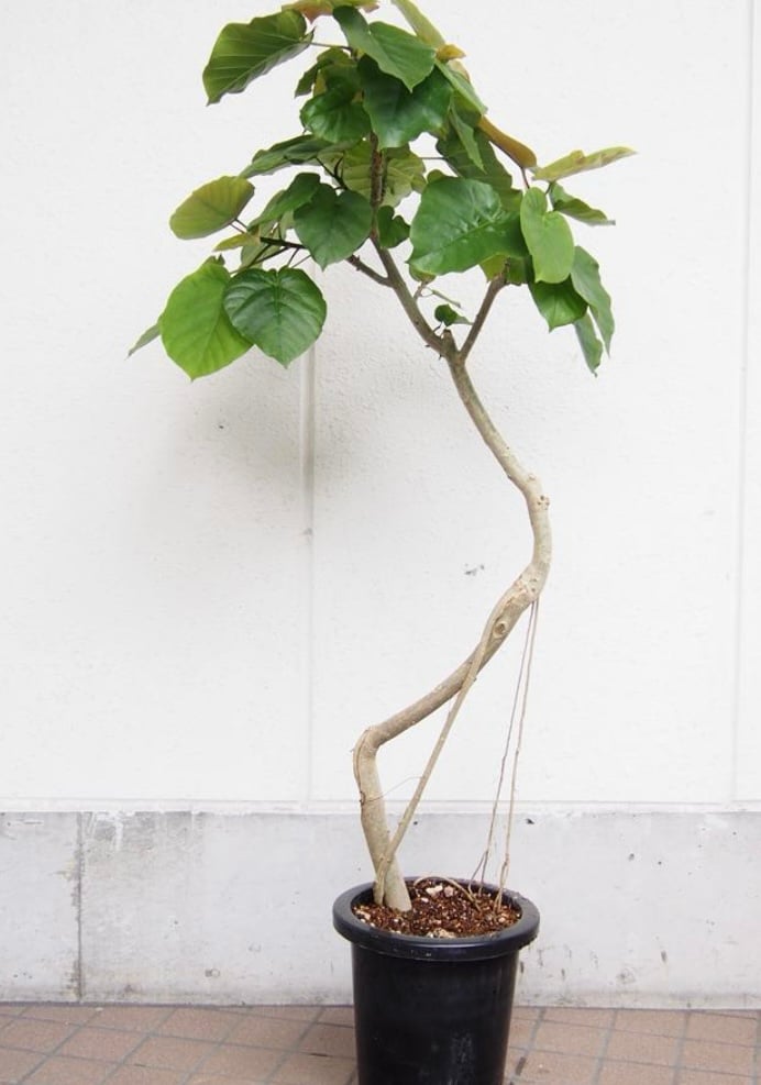 フィカス ウンベラータ 151cm8号