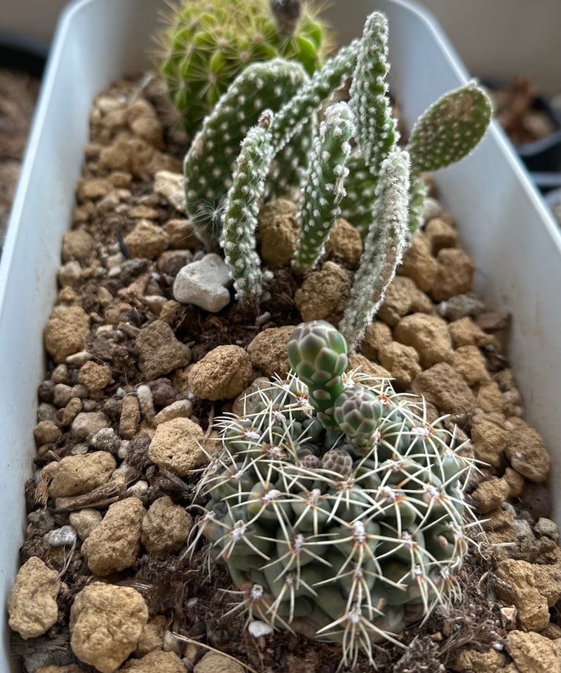 サボテン3種セット 見事に開花中❣️盛り合わせ❣️ | GOC STORE 