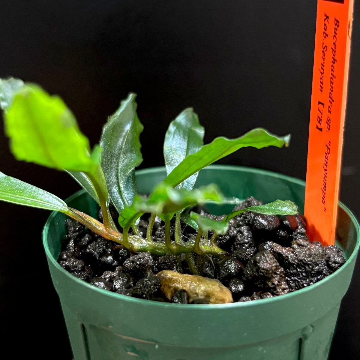 CLA】Bucephalandra sp. 