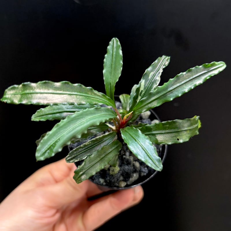 CLA】Bucephalandra sp. 