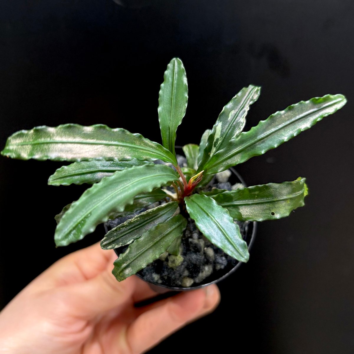 CLA】Bucephalandra sp. 