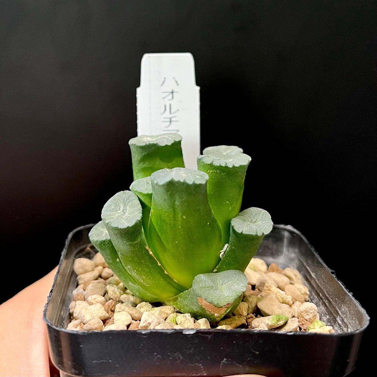 ハオルチア 特大大窓万象 | hanatsumugi GREEN