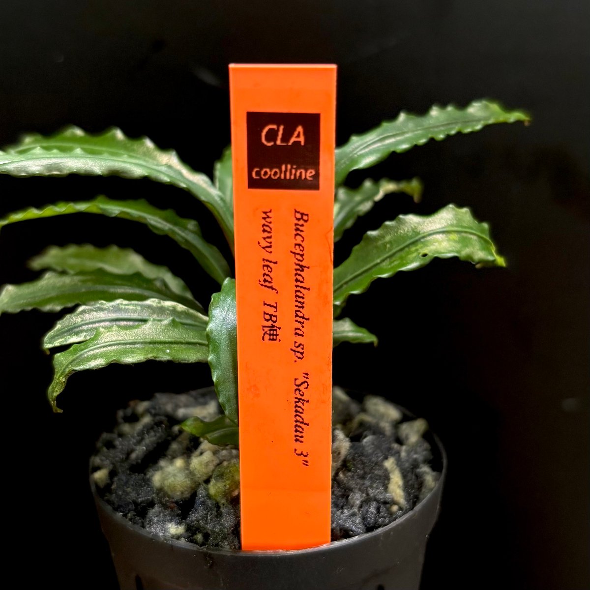 CLA】Bucephalandra sp. 