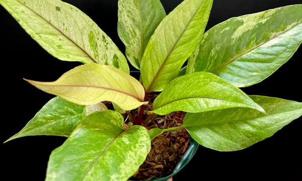 hanatsumugi GREEN