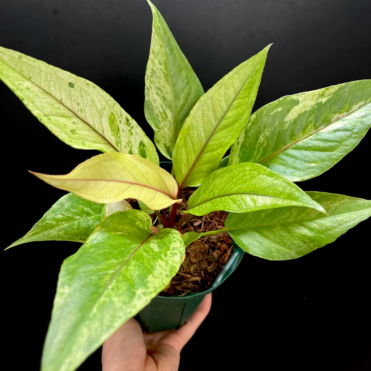 アンスリウム　ハイブリッド　【斑入り】 アンスリウム ハイブリッド斑入り② | hanatsumugi GREEN