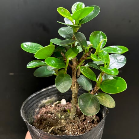 ガジュマル | STORES