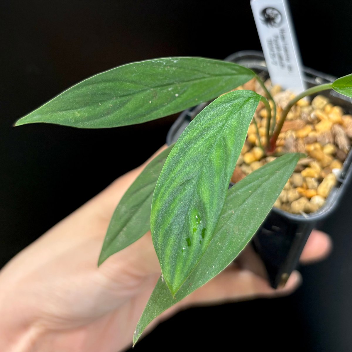 Homalomena sp. “夕霧” T-3810-2 Homalomena sp. 夕霧 T-3810-2 - メルカリ