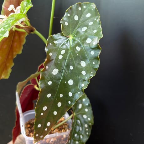 専用❣️Begonia 3点　ご予約品 ベゴニア | STORES