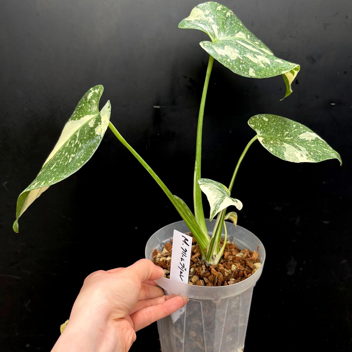 ヒ*毛様 Q009Monstera Creme Brulee モンステラ・クレー Monstera 'Creme Brulee'(1点物:no.2) | hanatsumugi