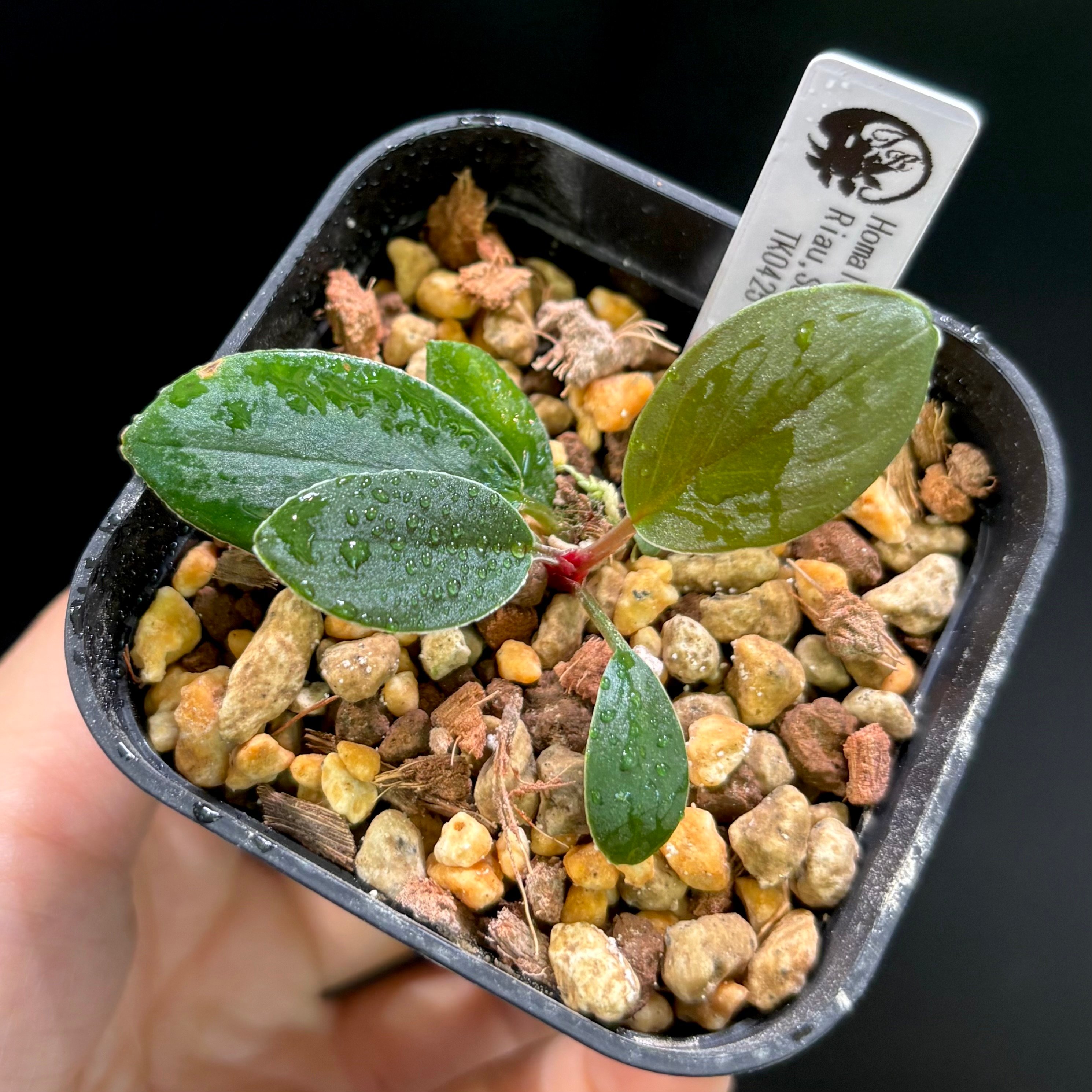 Homalomena sp.Sumatera Utara LA0722 タグ付き original