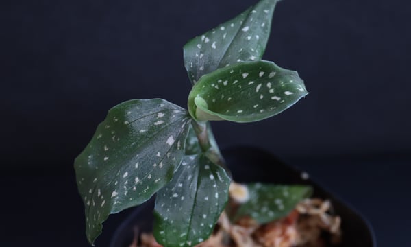 hanatsumugi GREEN
